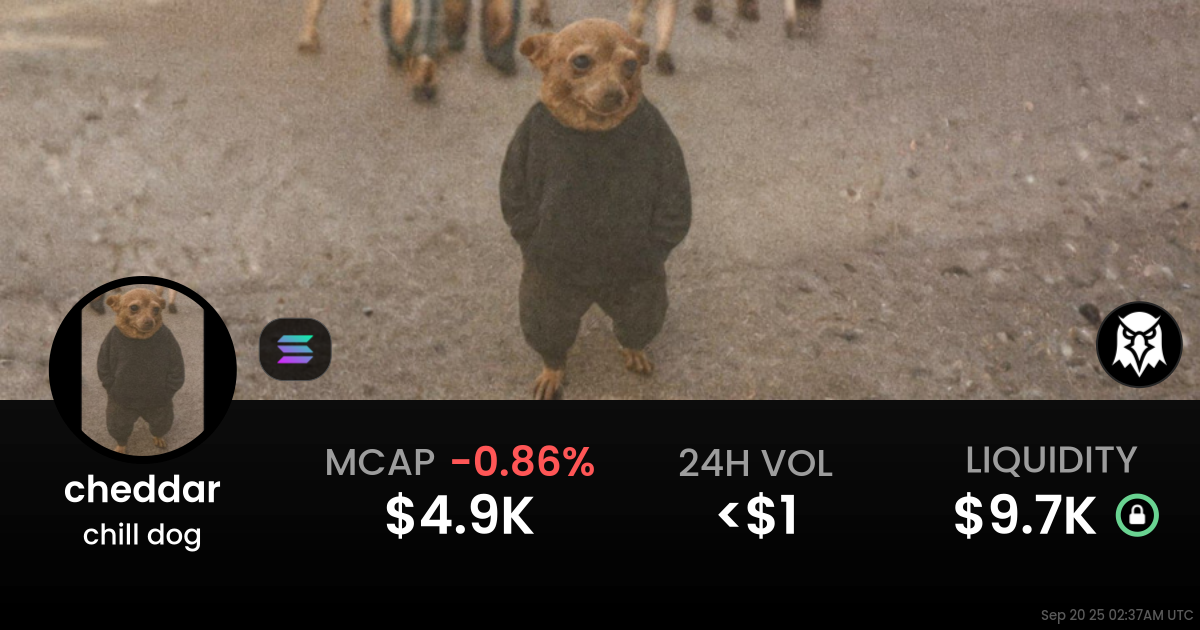 chill dog (cheddar)
