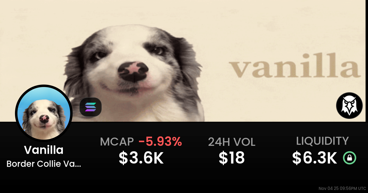 Border Collie Vanilla (Vanilla)